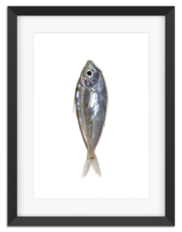 PictureFrame-Fishy2-1080px
