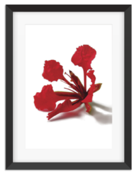 PictureFrame-Poinciana 1-1080px