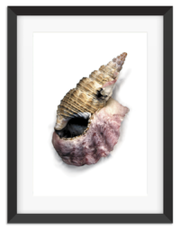 PictureFrame-ShellBarnical-1080px
